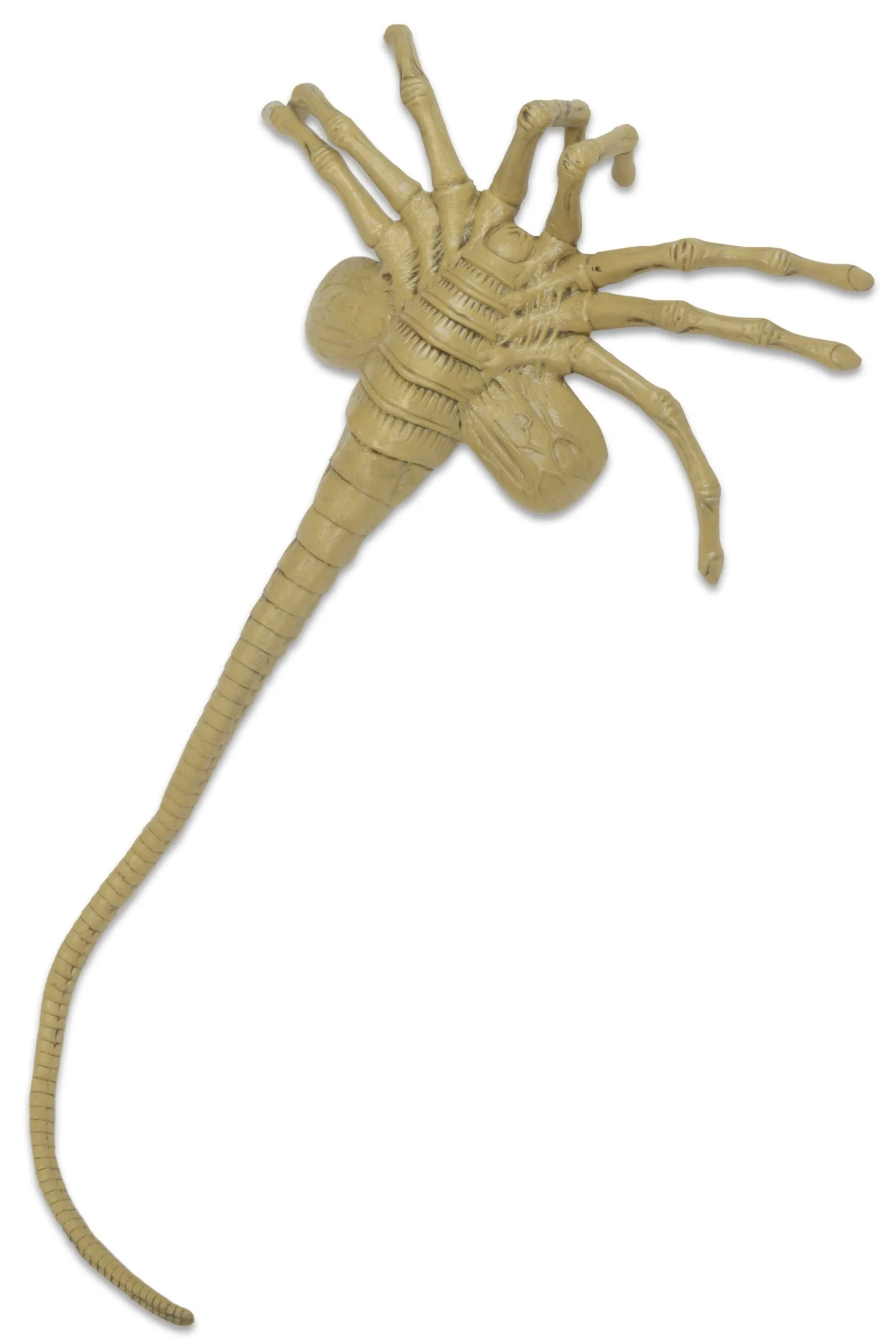 Facehugger - Lifesize Foam Prop Replica - Aliens - NECA Collectibles - Image 2