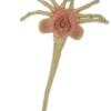 Facehugger - Lifesize Foam Prop Replica - Aliens - NECA Collectibles